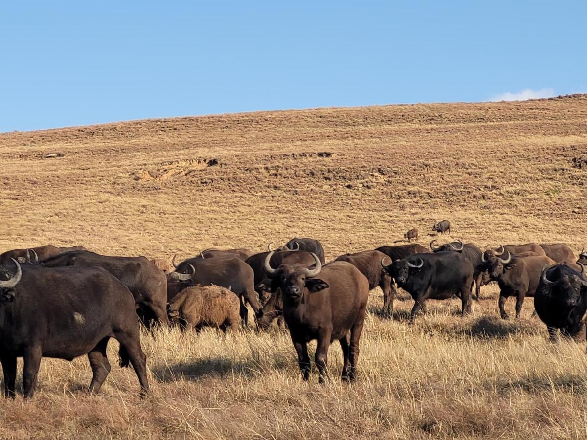 Buffalo Hills Private Game Reserve Харисмит Екстериор снимка